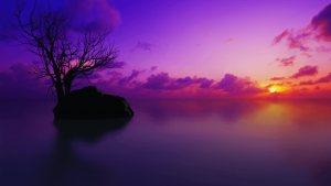 最新可用的无水印视频下载工具-次元御宅